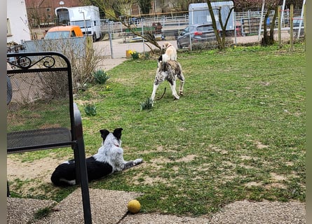 Transmontano  Herdenschutzhund / Wachhund