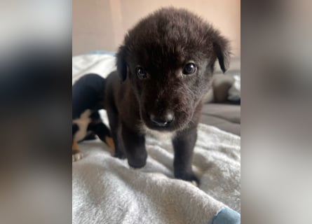 Süße Border Collie -Mudi mix Welpen