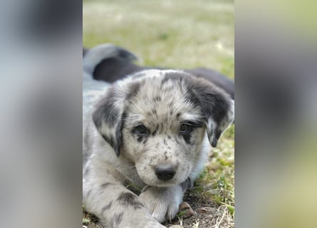 Aussiedor ( Australian Shepherd x Labrador) Welpen suchen neues Zuhause