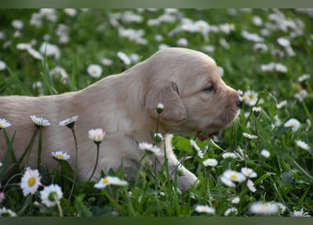 süße reinrassige Goldenretriever Welpen geboren