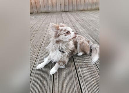 Verschmuster Chihuahua Rüde