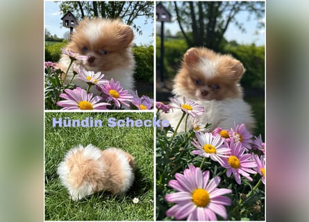 Pomeranian Zwergspitz Welpen