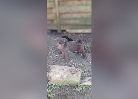 11 putzmuntere Aussiedoodles