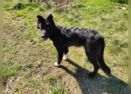 6 Monate alter Jung_ Shollie: Intelligent, Stubenrein, lernbegierig...