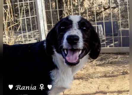 Rocky , Rania und Rina suchen  ab Anfang August ein Zuhause
