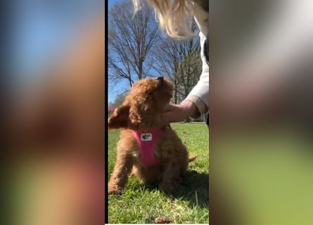 Wunderschöne Zwergpudelwelpen in Rot und Black & Tan