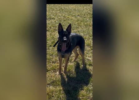 Lieber Schäferhund Rüde
