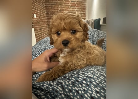 Cockapoo. F1 American Wurfankündigung Mai 2025