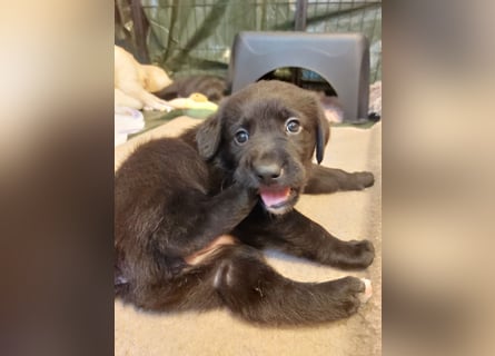 Wunderschöne Labrador-Mix Welpen