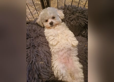 Bichon Frise Welpen