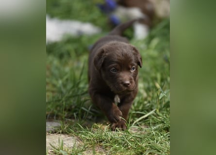 Aussiedor Aussiedorwelpe Welpe Australien Shepherd x Labrador