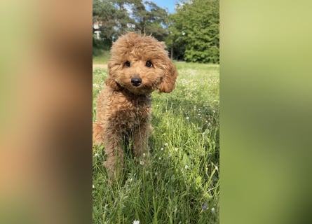 Toypudel Welpen in Rot Red Fawn