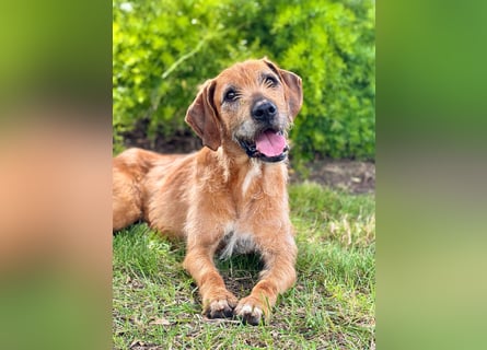 Balu: er hat ganz viel Liebe zu geben