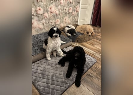 Bezaubernde Königspudel Welpen, Großpudel, Harlekin, Pudel, Videos
