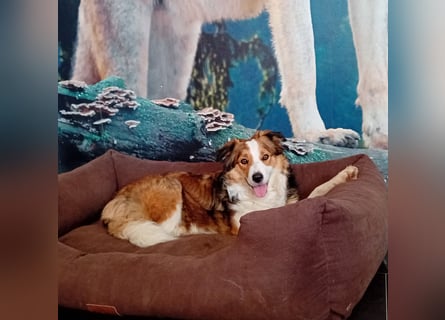 Wurf Ankündigung,  reinrassige Border Collie Welpen mit Papieren!!