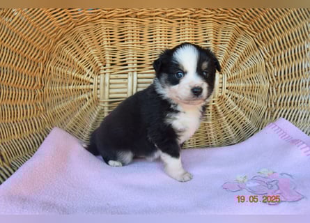 Traumhafte Mini Aussie Welpen,alle Farben, aus seriös. Zucht!