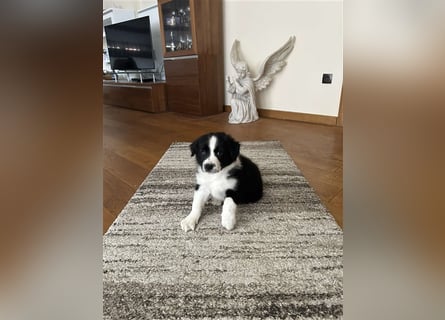 Border Collie Welpe