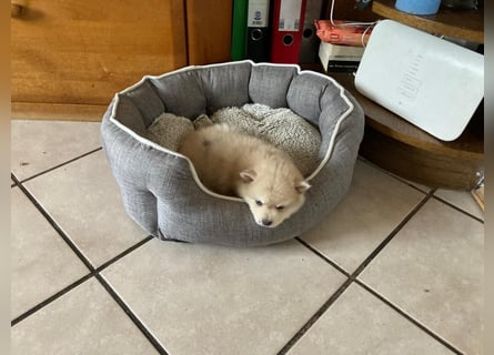 Auszugsbereit F2 Welpen kleinbleibend Zwerghusky Minihusky Zwergspitzhuskys mittelklein