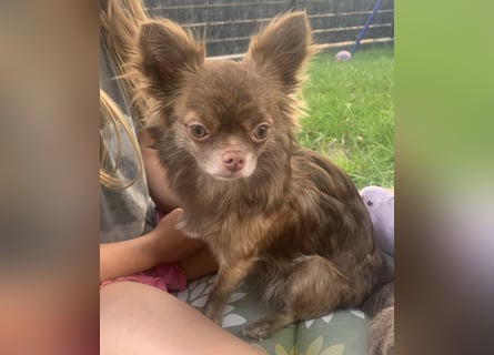 Reinrassige Chihuahua Welpen Kurzhaar