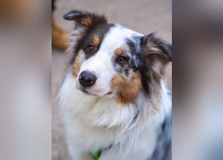 Alfred - ein besonderer Hund sucht seinen speziellen Menschen - Tierhilfe Franken e.V.