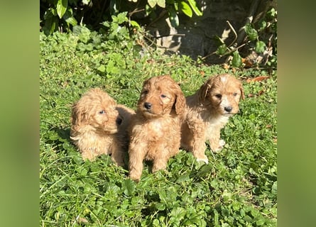 Mini Goldendoodel Welpen F3 - abzugeben ab Ende Oktober