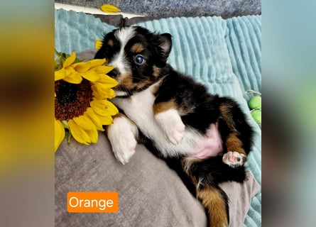 Australian Shepherd Wurfankündigung