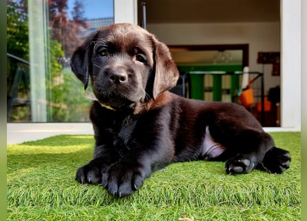 Edle Labrador Welpen mit Ahnentafel, Nachkommen von Champions