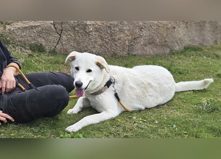 Lucio: Traumhund ohne Wenn und Aber