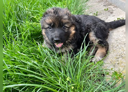Deutsche Schäferhunde Langstockhaar