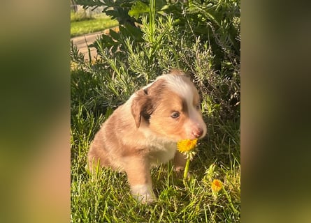 Miniature Australian Shepherd Welpen m. Papieren