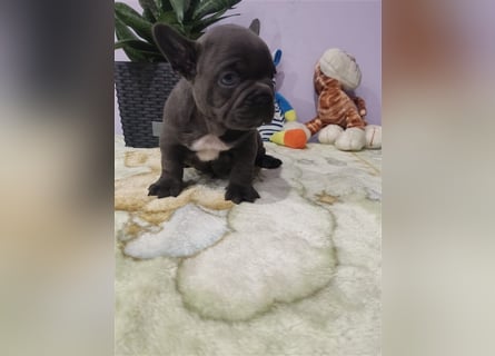 Französische Bulldogge aus erstklassiger Verpaarung