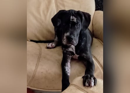 Superschöne nicht ganz reinrassige Deutsche Doggenwelpen können bald ausziehen