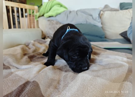 Welpe männlich hellblaues Halsband
