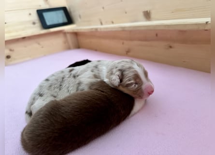 Red Merle Rüde, Australian Shepherd