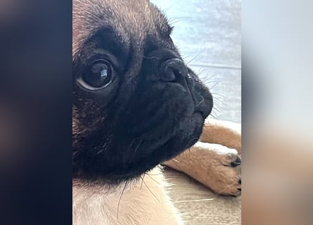 Mops 2.0 Welpen, Rüde, 13 Wochen, Ahnentafel CfdM / VDH / FCI