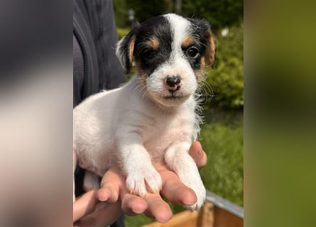 Wunderschöne Parson Jack-Russell Terrier Welpen, aus liebevoll. Hausaufzucht