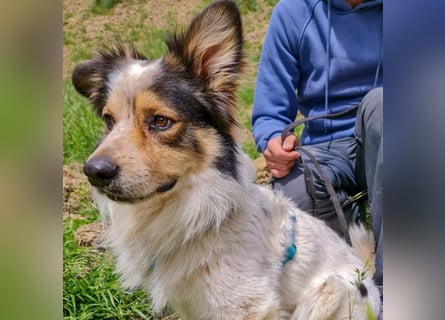 Axel - sanft, fröhlich, liebevoll mit Hund und Mensch - ein Traumtyp