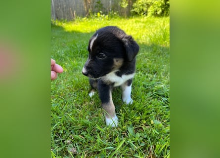 Wunderschöne Australien Shepherd Border Collie Welpen