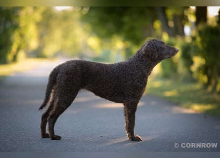 Curly Coated Retriever – braune Rüden (8 Wochen) aus dem Zwinger Cornrow