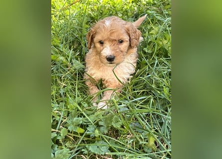 Mini Goldendoodel Welpen F3 - abzugeben ab Ende Oktober