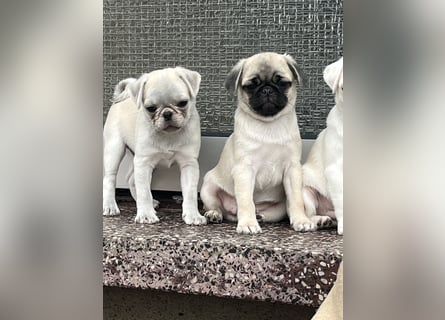 Mops Welpen ( noch 2 Rüde)