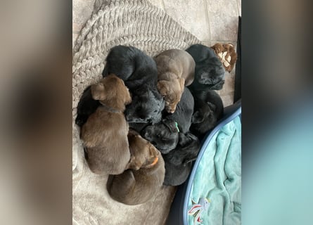 Labrador Mix Welpen