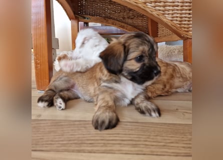Havapoo Pudel Havaneser-ShihTzu