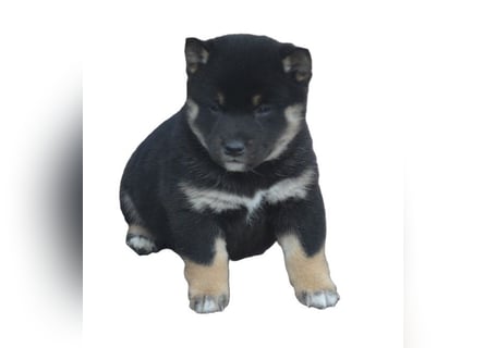 Erstklassige Shiba Inu Zucht in Sachsen