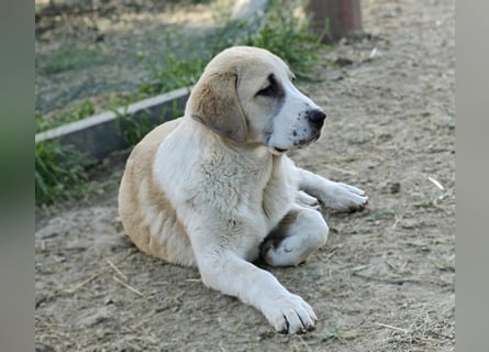 Mittelasiatischer Schäferhund mit stammbaum