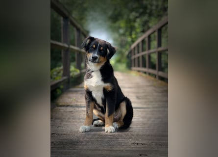 Bezaubernde Australian Shepherd Welpen