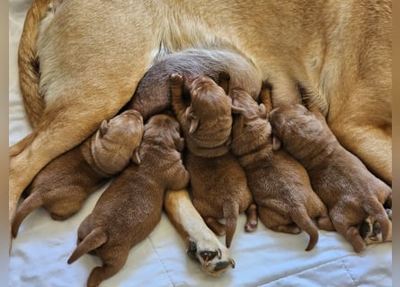 Labrador Welpen Foxred