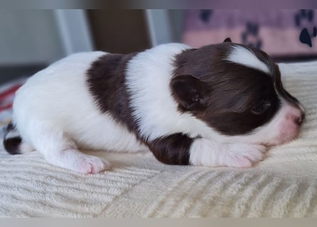 Bezaubernde Welpen aus Bolonka Zwetna und Pomeranian (Zwergspitz)