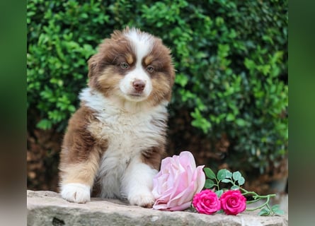 Mini American Shepherd (Showlinie) Mini Aussies