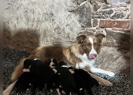 Border Collie Welpen